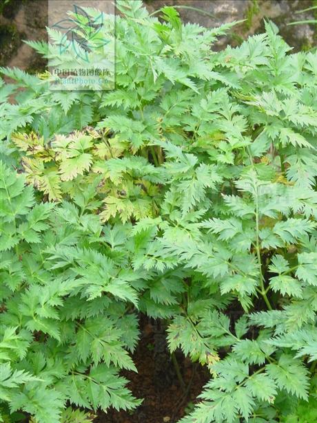 藁本神农本草经,神农本草经葛根原文