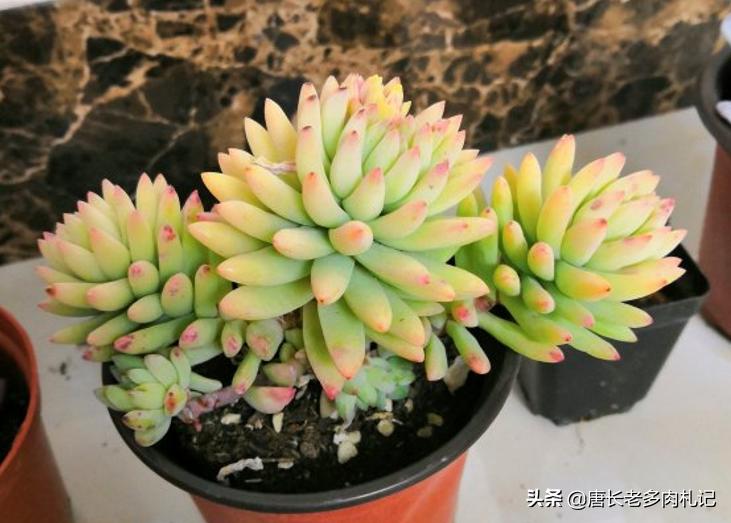 多肉千佛手叶插,多肉千佛手幼苗如何养殖