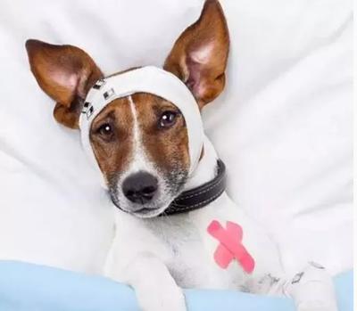 狗狗受伤心情感受,狗狗受伤了怎么办