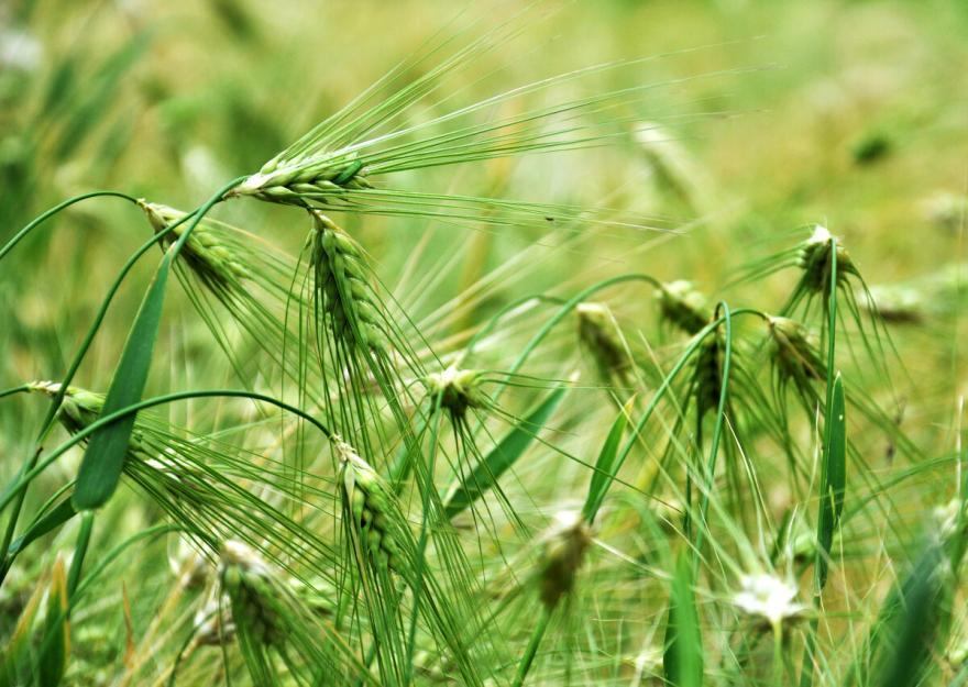 用青稞酿的酒有哪些,虫草酒青稞酿造滋补养生