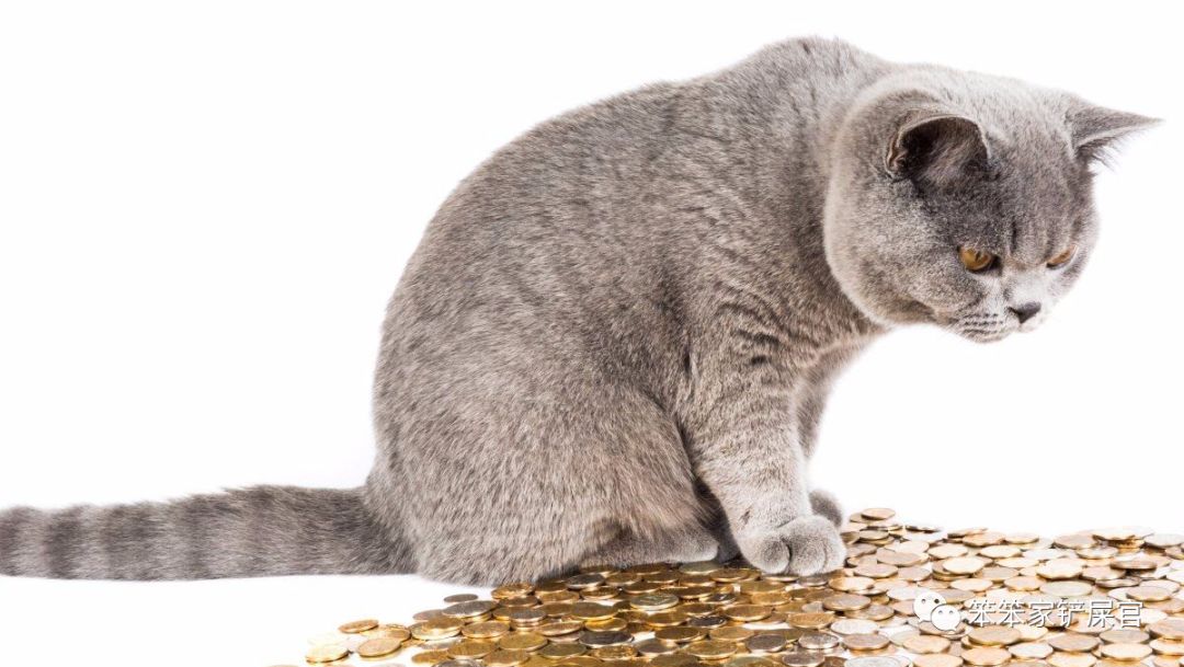 猫咪挑食饿两三天就好了,猫咪挑食饿几天会好吗