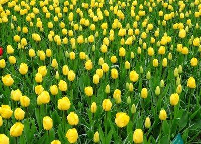 郁金香花之女王,素有花之女王之称的郁金香