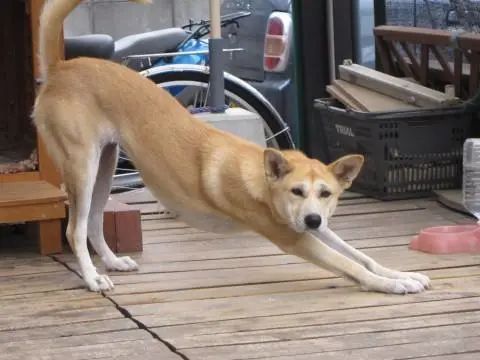 为什么拉筋反而越来越紧,拉筋时如何防止拉伤及治疗方案