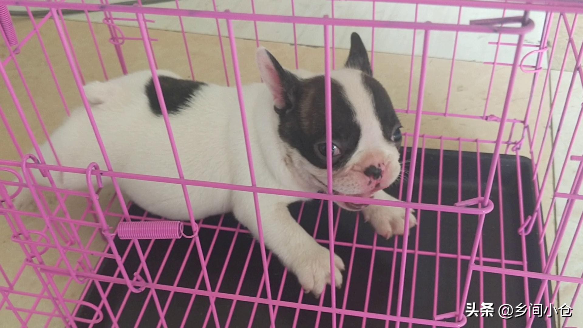 豫东第一大狗市,带你看看周口最大的狗市