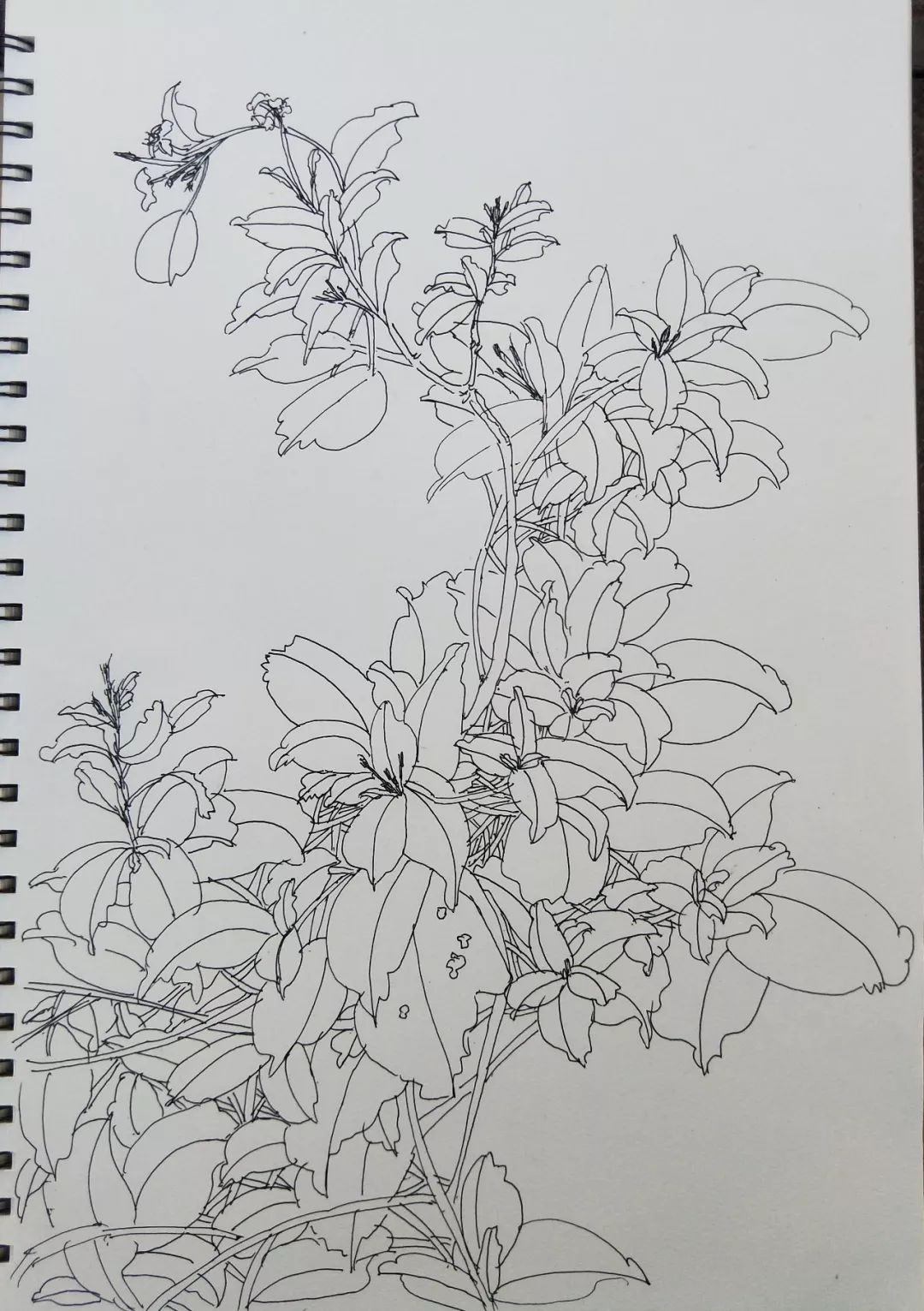 袁金奎老师国画作品欣赏,袁金奎写意花鸟画作品