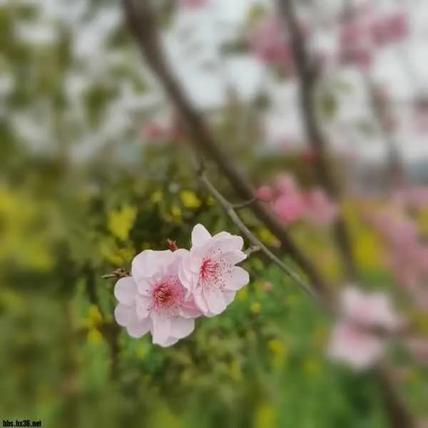 摩羊工坊|春满江湖泡钩钩，巧遇钓友改手把