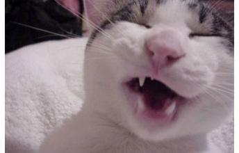 猫咪打喷嚏感冒怎么办？猫咪打喷嚏不断