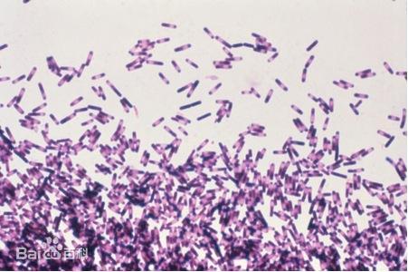 肠道菌群影响大脑,肠道菌群与大脑