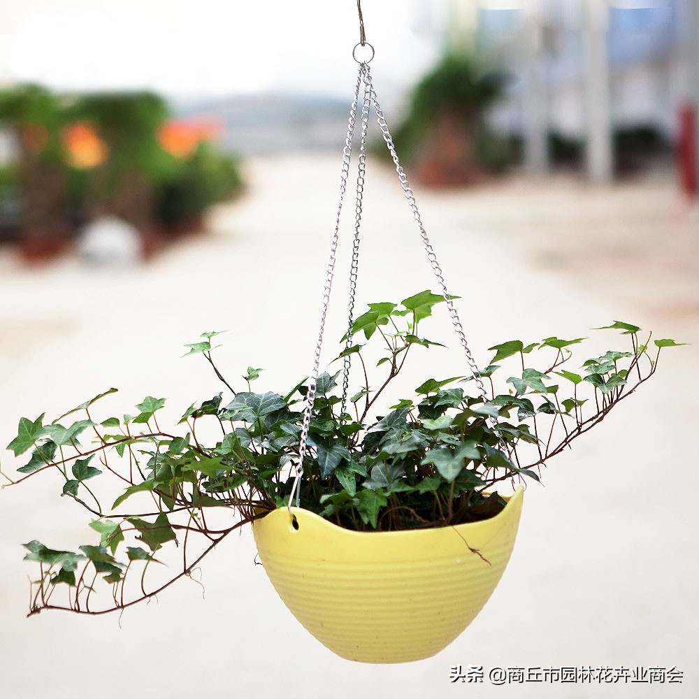 常春藤为啥总是养不活,常春藤收到货后怎么养护