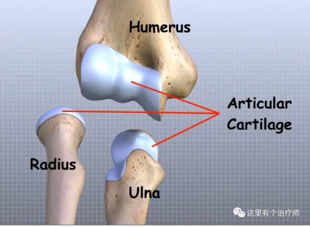 【运动损伤Respond】第一期，俯卧撑与肘关节疼痛。