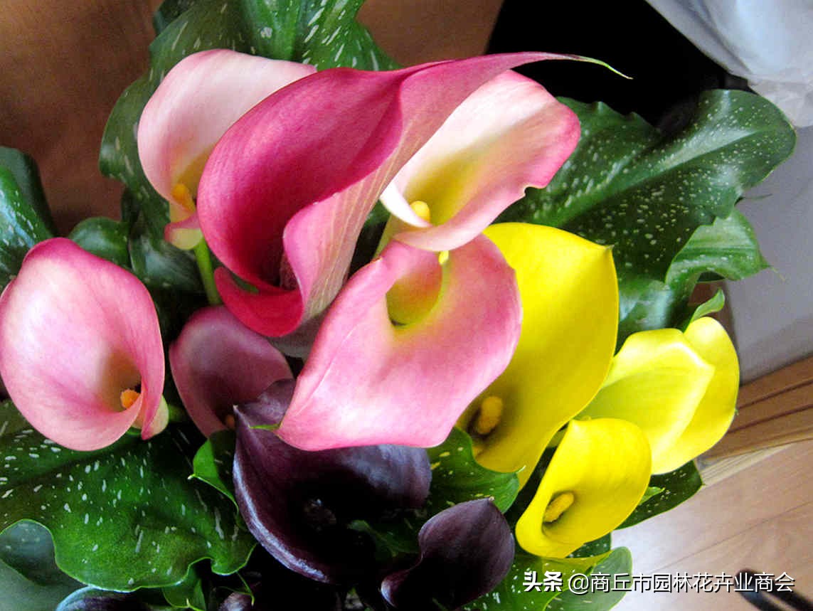 彩色马蹄莲花败后养护,彩色马蹄莲花变成绿色了