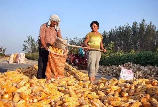 立秋的节气种庄稼好吗,今年立秋的农谚有哪些