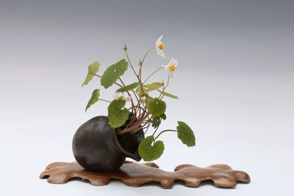 上海盆景博物馆:咫尺天地竟蕴含了整个植物宇宙