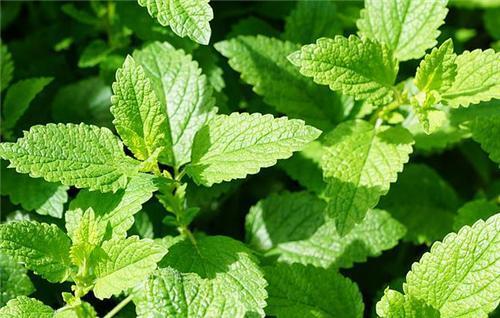 植物夏天蚊虫多怎样驱赶,夏天蚊虫最怕什么植物