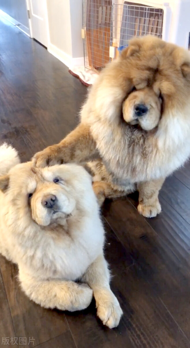 松狮犬的喂养与护理方法,松狮犬吃什么比较好养呢