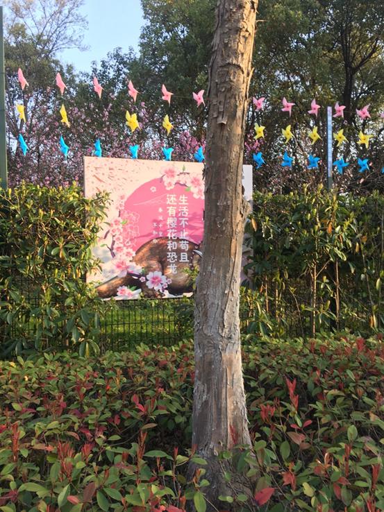 春天必打卡的樱花胜地顾村公园,顾村公园樱花照片视频