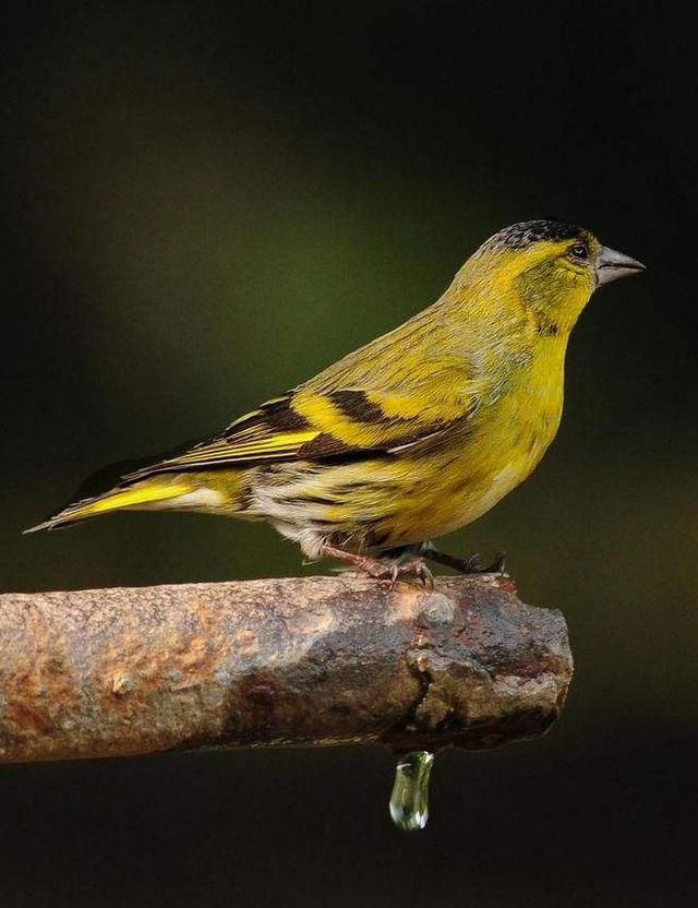 黄雀压音,黄雀压音教学