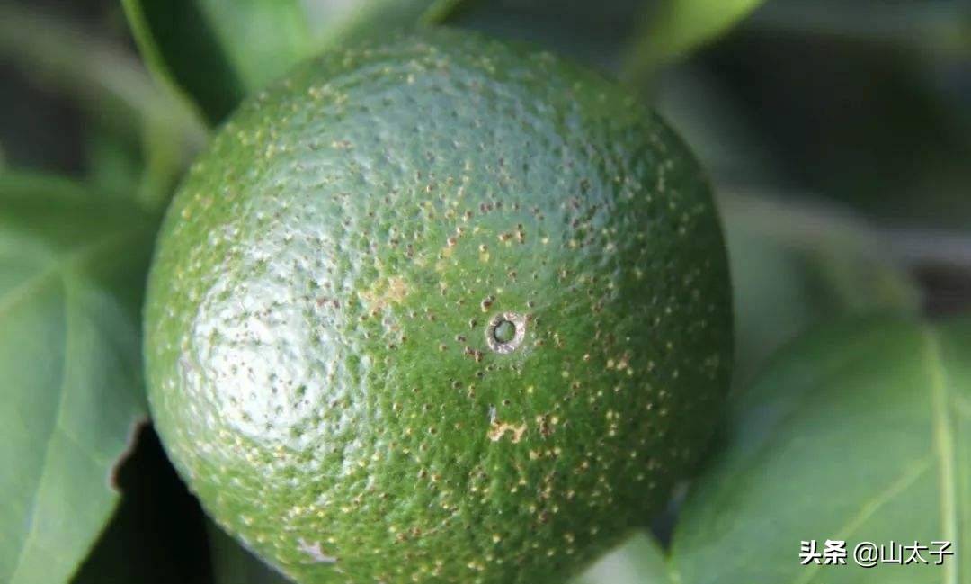 柑橘黄斑病症状,柑橘黄斑病用什么防治