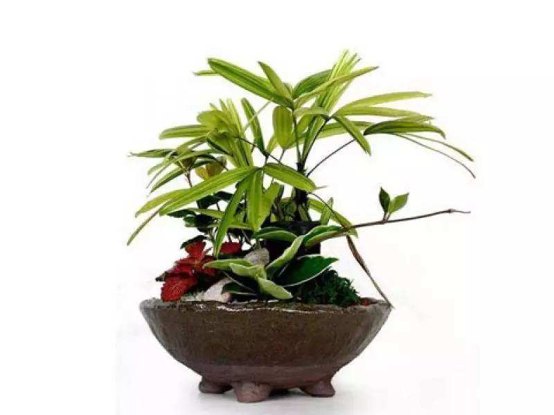 盆景棕树怎样种,盆景棕竹怎样才能长得旺盛