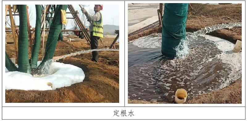 四季不落叶的风景树多少钱一棵,修树技巧风景树