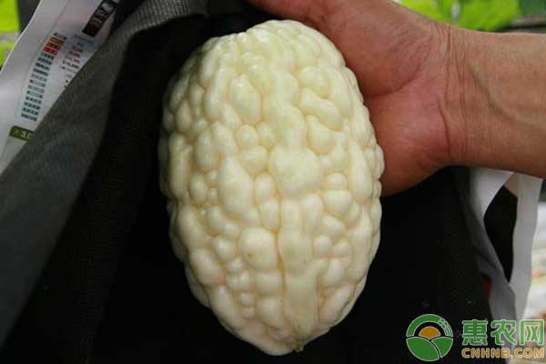 农村创业种植什么前景好,新型农业模式种植什么最赚钱