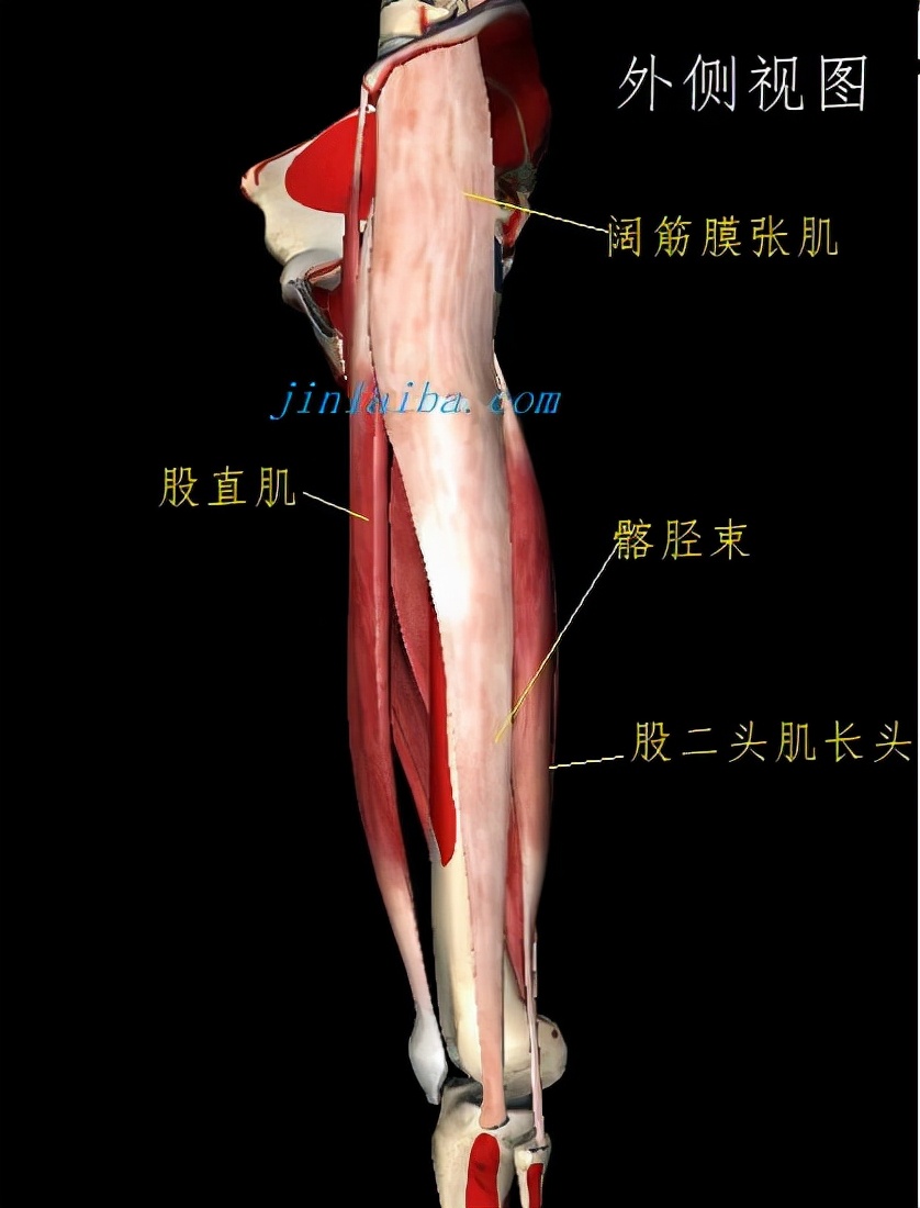 小腿肌肉连接哪个部位,小腿肌肉和肌腱连接的地方