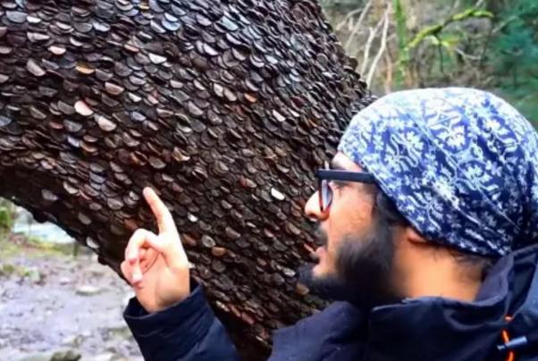 真实的摇钱树,现实版的摇钱树却无一人敢拿