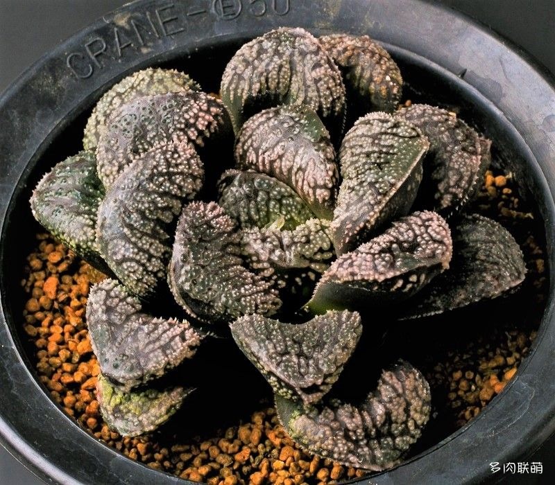 多肉玉露寿的品种图鉴,日本十大耐阴多肉