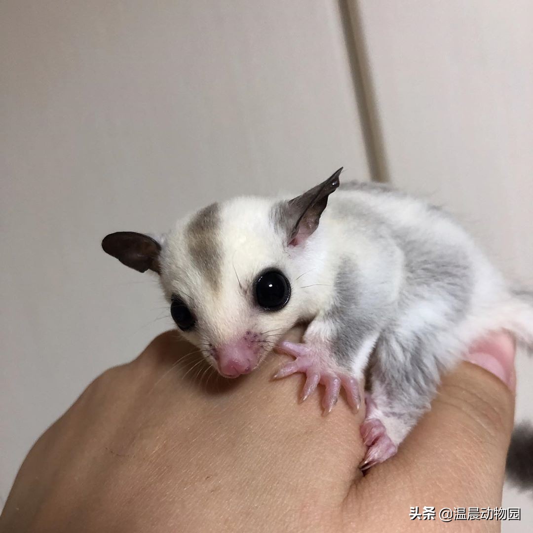 蜜袋鼯散养好吗,蜜袋鼯合法吗