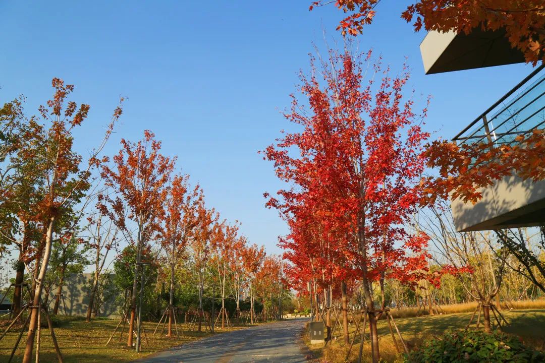 上海最美秋景,上海哪些公园可以拍秋景