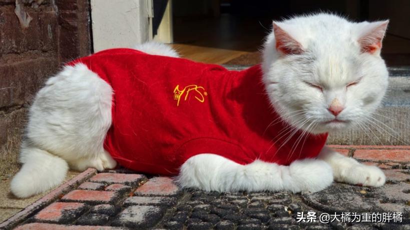 猫咪抗拒洗澡怎么给猫咪洗澡,猫咪抗拒洗澡怎么办