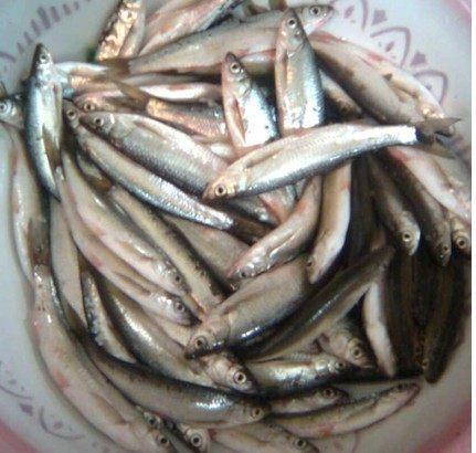 打开新世界之门,世界钓鱼之旅钓大鱼