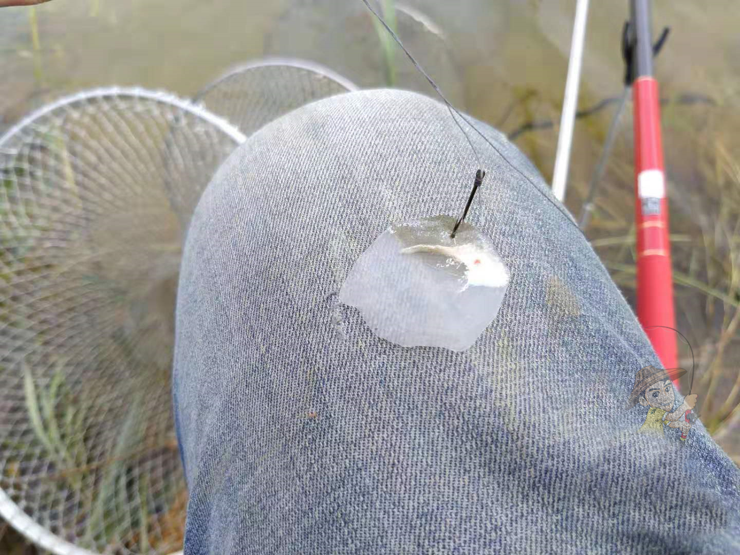 钓鱼怎么防鲫鱼掉鳞片,钓鱼钓到鳞片