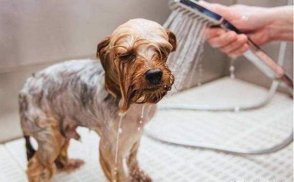 怎么给狗狗养成洗澡的习惯,狗狗抗拒洗澡甚至咬人