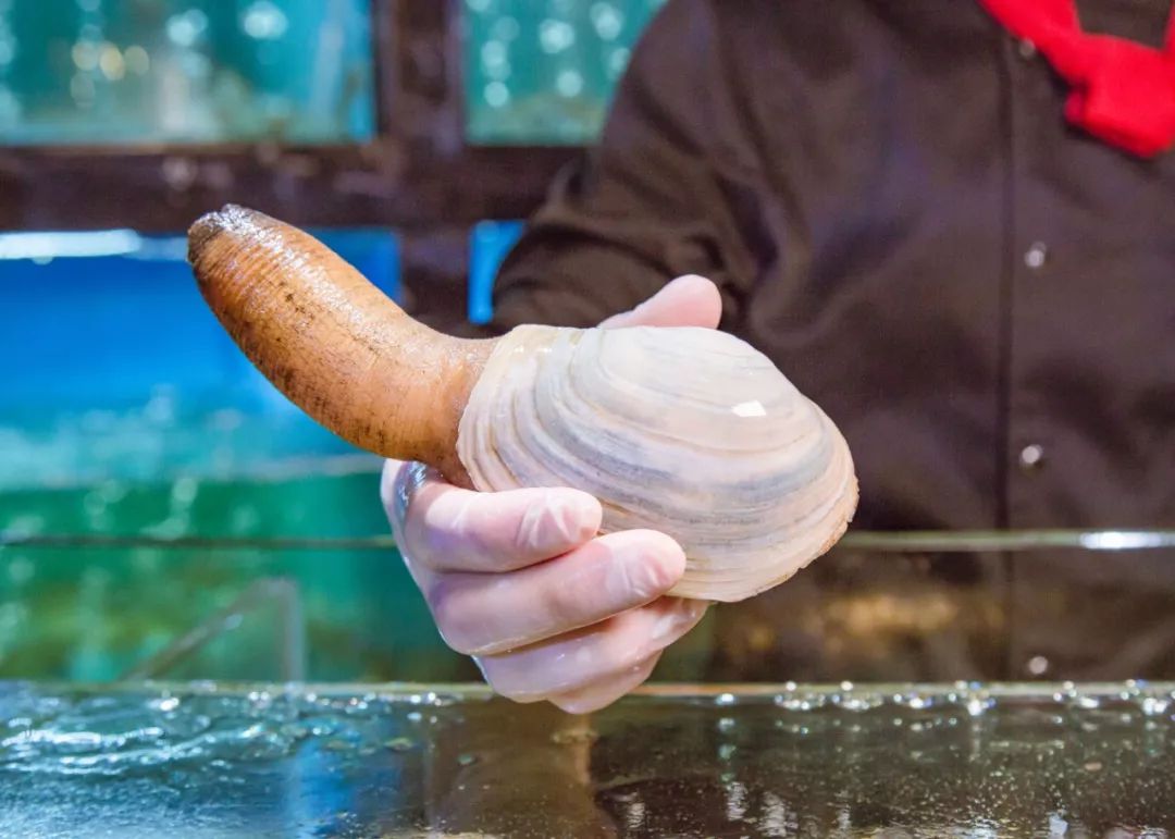 象拔蚌拼鹅肝三文鱼刺身拼盘,象拔蚌三文鱼鹅肝刺身拼盘