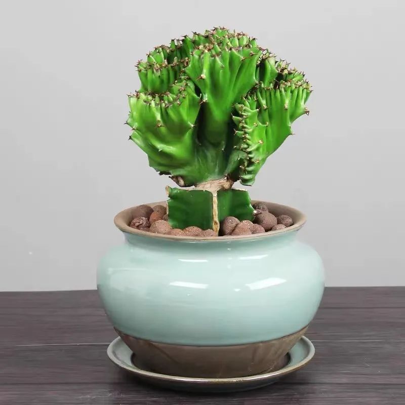 家里养玉麒麟摆放哪个位置好,养麒麟花注意事项