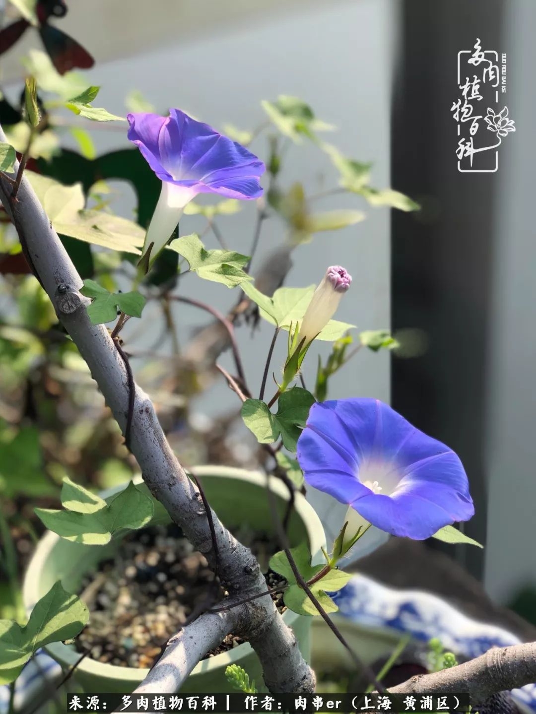 怎么用原相机拍多肉更好看,多肉怎么拍摄好看