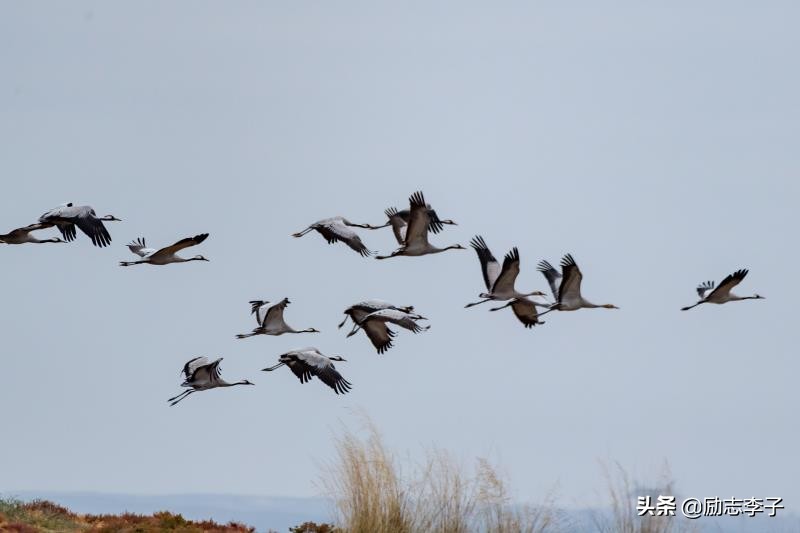 宁夏候鸟,候鸟监测简报