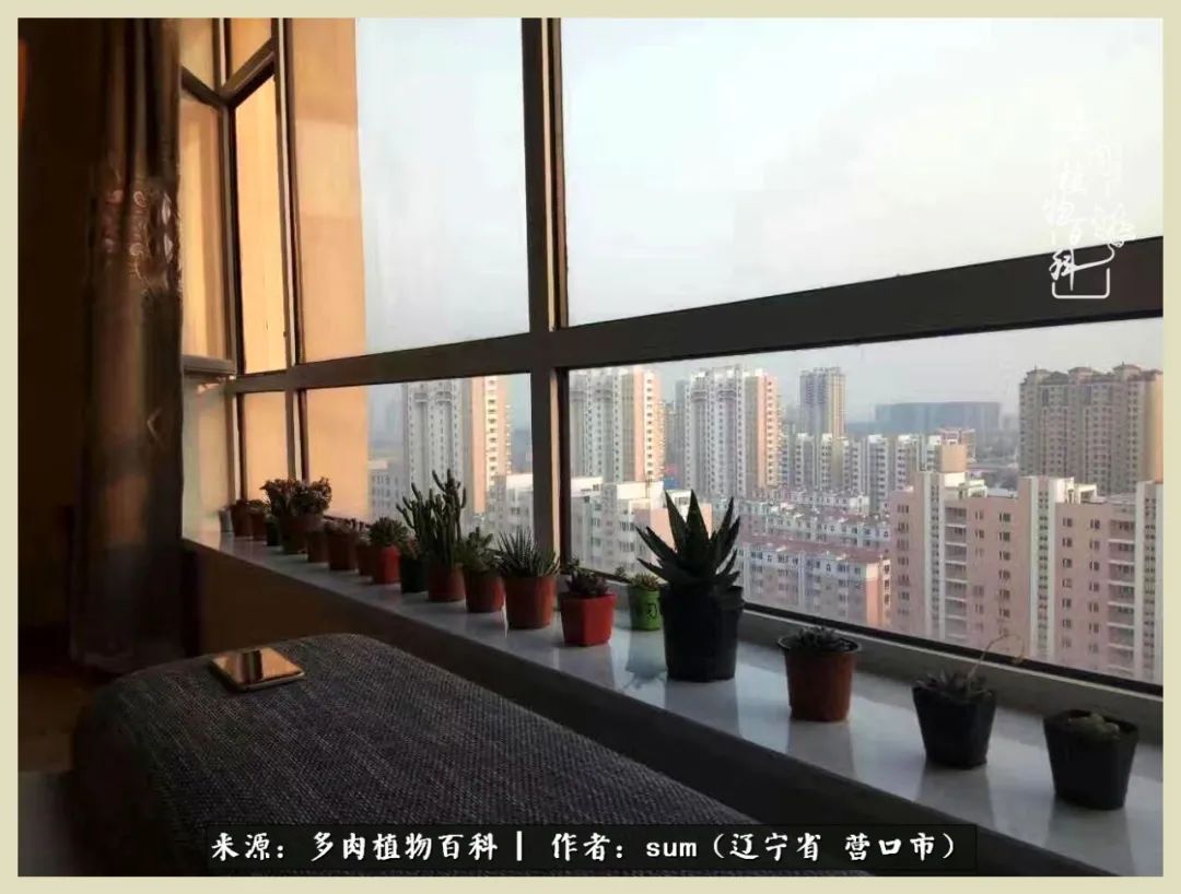 养多肉是一个很治愈的过程,养多肉是一种爱