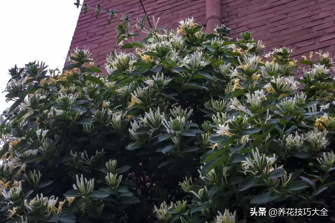 这十种爬藤花一开就是三年,3种极品爬藤花30天爬满庭院农村