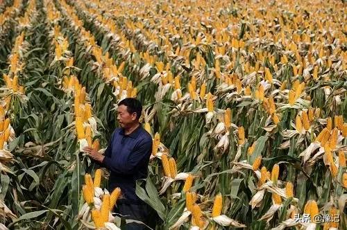 我的家乡在秋收,河南老家秋收场景