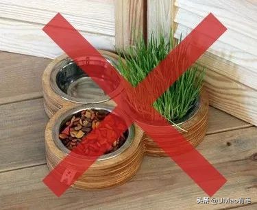 养猫这么多年你怎么连碗都摆不对 (养猫省钱妙招猫碗)