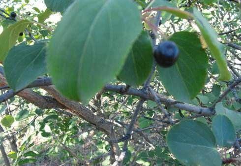 听说这种树能治好多种疾病,可以治疗咳嗽的树