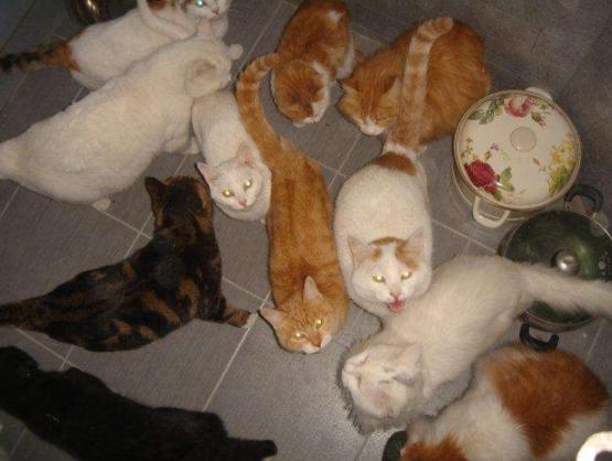 猫咪喂食自助吃太多,猫咪喂食建议用自动吗