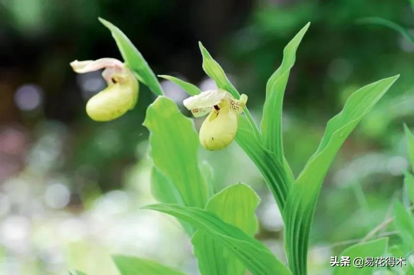 国家二级黄花杓兰,黄花杓兰与西藏杓兰