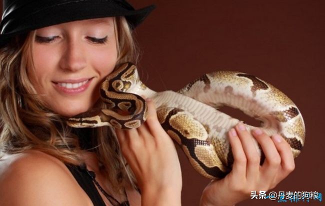 排名前十的家庭宠物,十大家庭宠物品牌排行榜