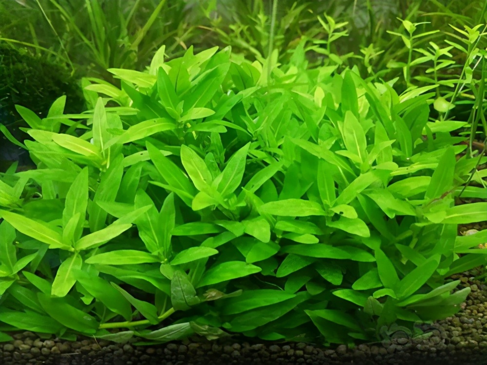 鱼缸养水草的主要作用是什么,适合鱼缸养的水草有哪些