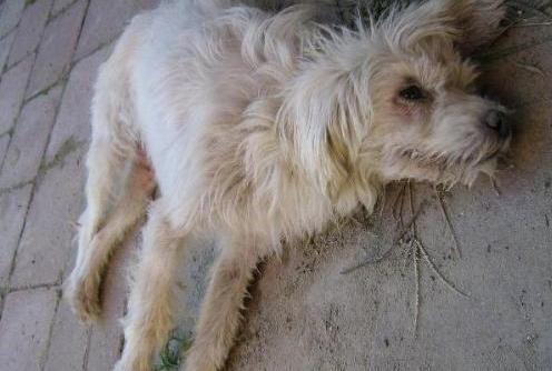 宠物医院套路深怎么办,揭秘无良宠物医院套路