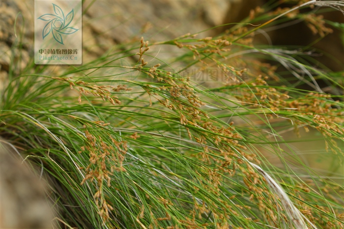 岩梭，见过吗？祛风除湿，通经活络。主风湿痹痛、骨节疼痛