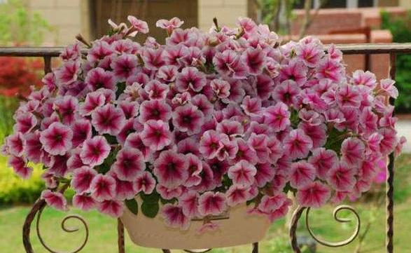 牵牛花怎么养护才能爆盆,夏天重瓣牵牛花苗怎么养